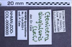 Etiketten zu Liotrichus  falsificus  (NHMW-ZOO-COL-0008000)